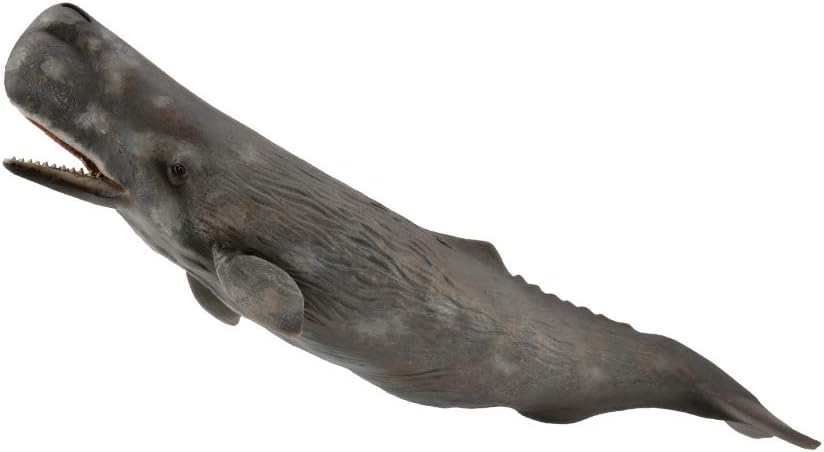 Sperm whale 88835