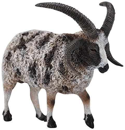 Jacob Sheep