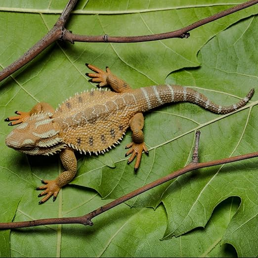 Collecta Bearded Dragon Lizard Figure