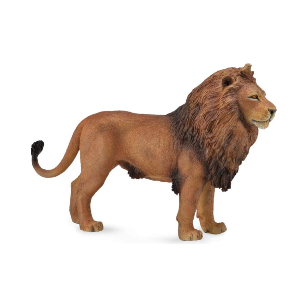 African Lion 88782