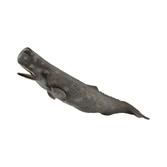 Sperm whale 88835